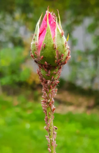 粉红玫瑰花蕾的一个垂直特写镜头 上面有微小的昆虫 — 图库照片