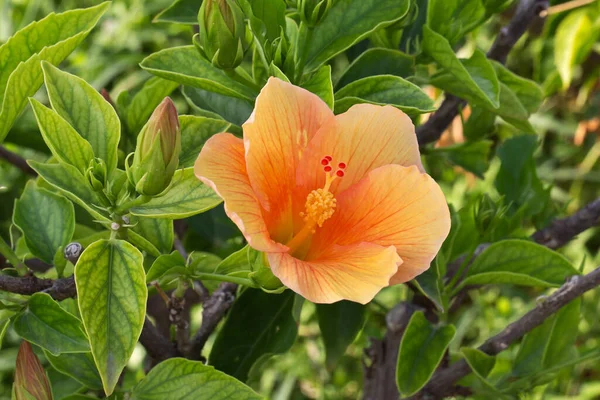 Gros Plan Fleurs Oranges Fleurs Dans Verdure — Photo
