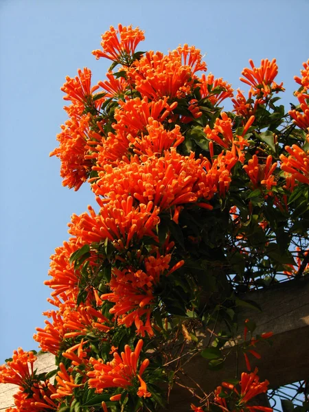 Gorgeous Orange Trumpetvine Bush — Stock Photo, Image