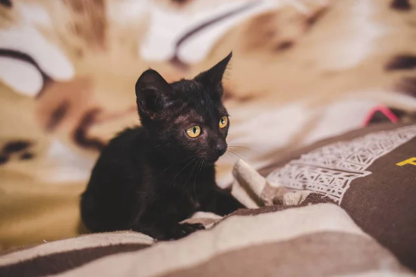 Милий Маленький Чорний Кіт Сидить Ковдрі — стокове фото