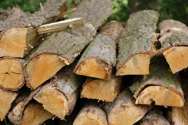 Eine Nahaufnahme Von Geschnittenen Holzstämmen — Stockfoto