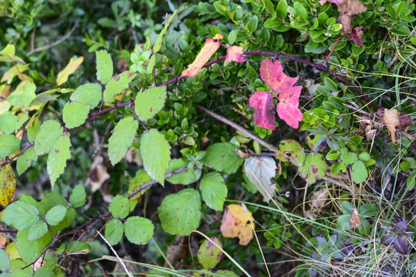 Gros Plan Feuilles Colorées Plans Jardin Mauvaises Herbes — Photo