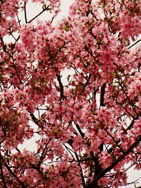Μια Κάθετη Βολή Χαμηλής Γωνίας Από Άνθη Κερασιάς — Φωτογραφία Αρχείου