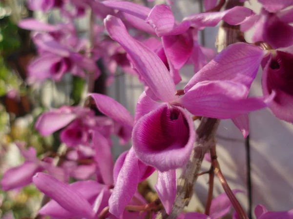 Closeup Shot Cattleya Flowers — Stock Photo, Image