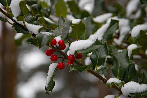 Closeup Holly Berries Branch Winter Snow — Stock Photo, Image