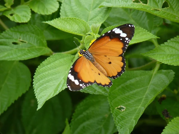 Gros Plan Papillon Sur Verdure — Photo