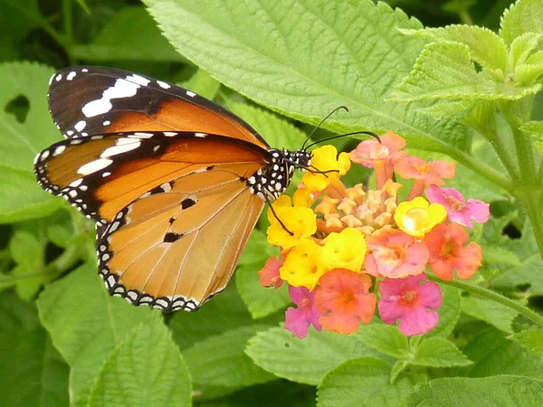 在绿地的花朵上的蝴蝶的特写镜头 — 图库照片