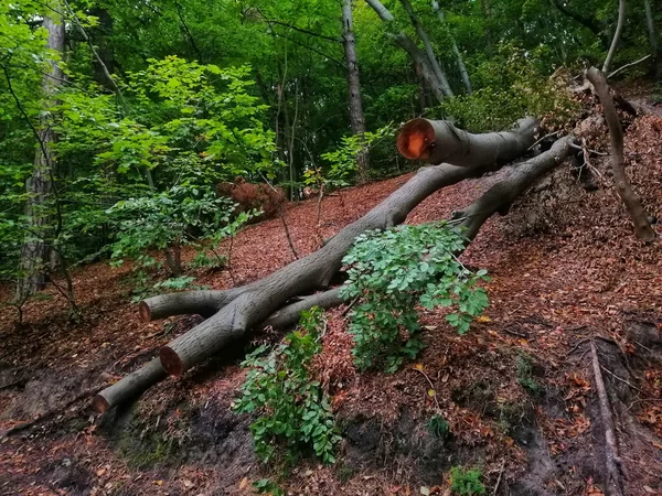 Зібрання Зелених Дерев Скелі Гдині Польща — стокове фото