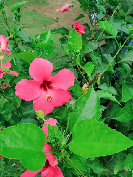 Tiro Vertical Flores Rosa Florescendo Hibisco Vegetação — Fotografia de Stock