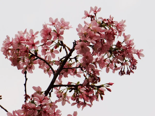 Tiro Ângulo Baixo Flor Cereja — Fotografia de Stock