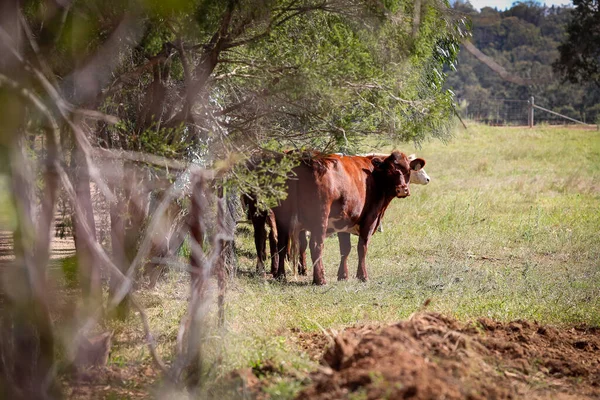 Vaches Dans Une Terre Agricole Par Une Chaude Journée Ensoleillée — Photo