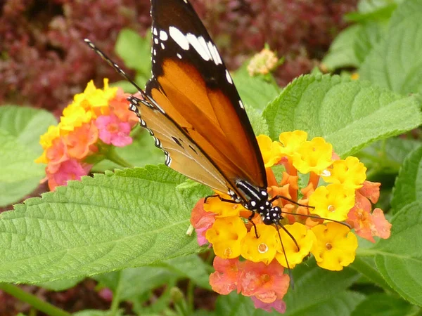 Tiro Close Uma Borboleta Uma Flor Vegetação — Fotografia de Stock