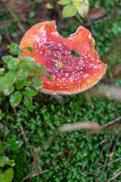 Plan Vertical Culture Des Champignons Dans Forêt — Photo