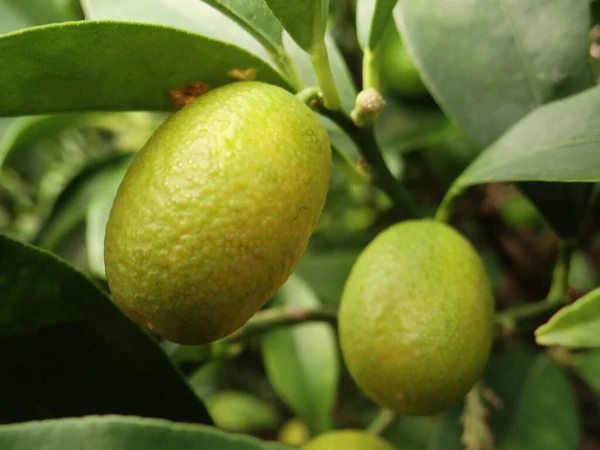 Primo Piano Kumquat Ovale Ramo Frondoso — Foto Stock