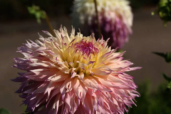 美しいダリアの花の選択的なフォーカスショット — ストック写真