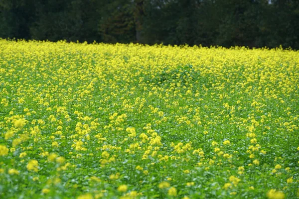 Selektivní Záběr Krásného Pole Plného Žlutých Květin — Stock fotografie
