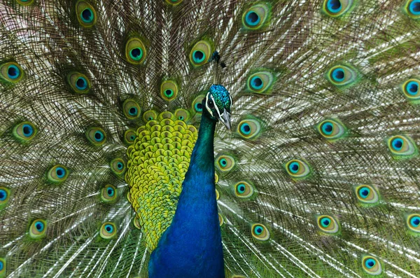 구애중인 공작이 깃털을 과시하는 — 스톡 사진