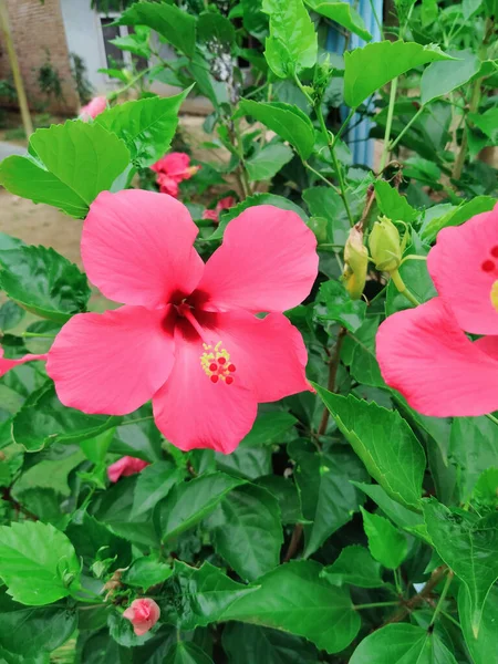 Egy Függőleges Lövés Virágzó Rózsaszín Hibiszkusz Virágok Növényzet — Stock Fotó