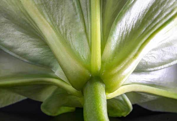 Primo Piano Bel Giglio Verde Dettaglio Inferiore Fiore — Foto Stock