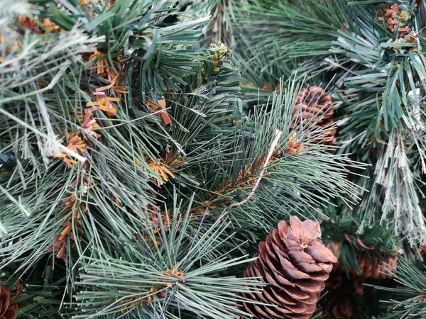 Closeup Pine Tree Pine Cones — Stock Photo, Image