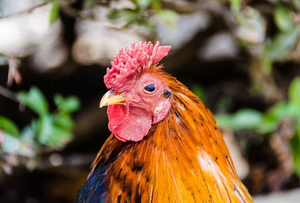 農場で鶏のクローズアップショット — ストック写真