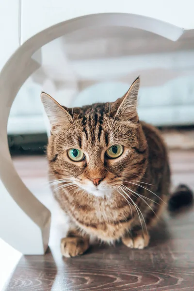 Μια Κοντινή Κάθετη Λήψη Μιας Ριγωτής Γάτας Που Κοιτάζει Την — Φωτογραφία Αρχείου