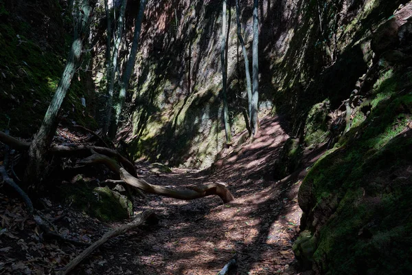 Camino Tierra Sombreado Través Del Bosque Con Raíces Árboles Expuestos — Foto de Stock