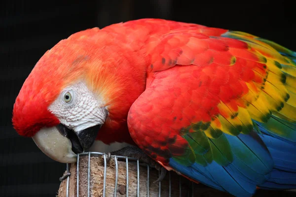 Primer Plano Loro Colorido — Foto de Stock