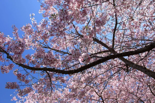 Μια Χαμηλή Γωνία Ενός Δέντρου Sakura Φόντο Γαλάζιου Ουρανού — Φωτογραφία Αρχείου