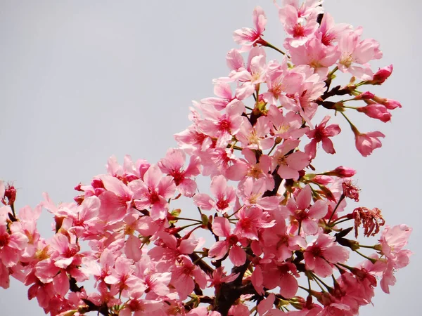 Low Angle Shot Cherry Blossom — Stock Photo, Image