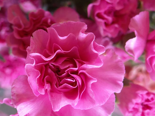 Selective Focus Shot Pink Terry Petunia — Stock Photo, Image