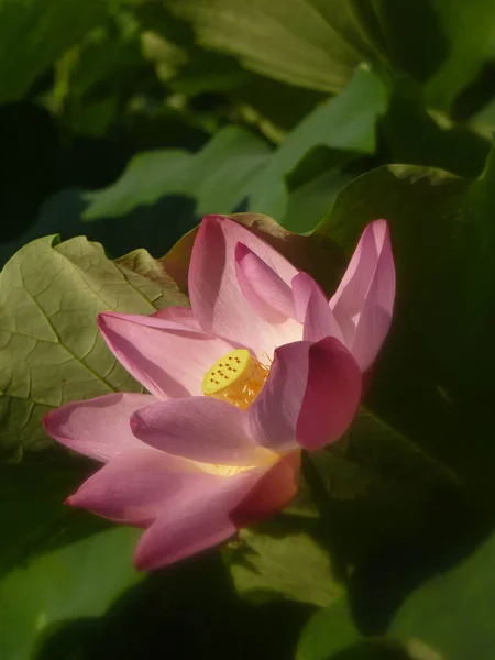Ένα Κοντινό Πλάνο Ενός Όμορφου Ροζ Λουλουδιού Λωτού Μια Λίμνη — Φωτογραφία Αρχείου