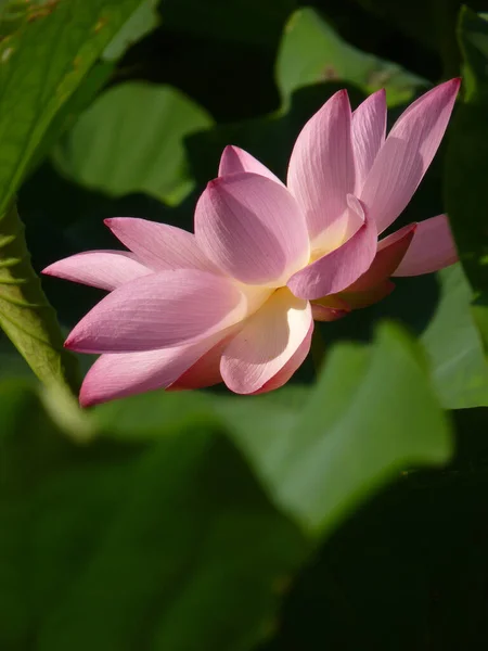 Une Mise Point Sélective Beau Lotus Rose Entouré Verdure — Photo