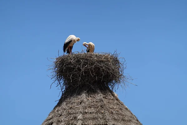 Eine Nahaufnahme Von Störchen Nest — Stockfoto