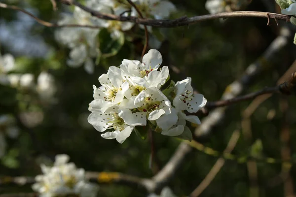 초목에 벚꽃의 꽃봉오리 — 스톡 사진