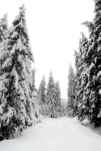 Tiro Vertical Abetos Nevados Hermoso Bosque Invierno —  Fotos de Stock
