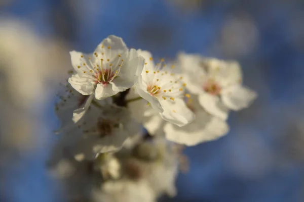 Tiro Seletivo Foco Flores Brancas Bonitas — Fotografia de Stock