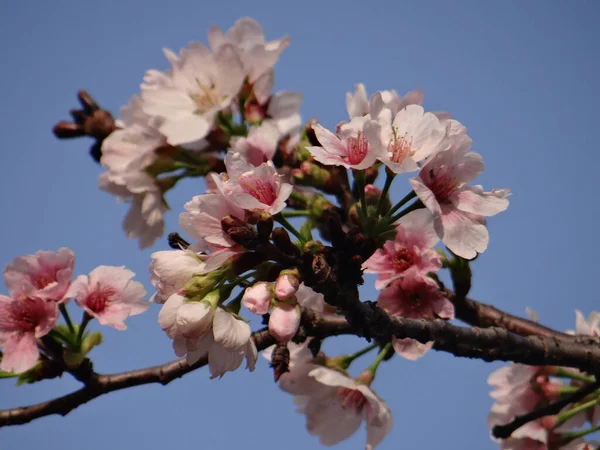 Egy Közeli Felvétel Virágzó Cseresznyevirágokról Kék Alatt — Stock Fotó