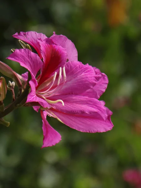 Tiro Vertical Camelo Vermelho Bonito Flores Árvore Orchid Hong Kong — Fotografia de Stock