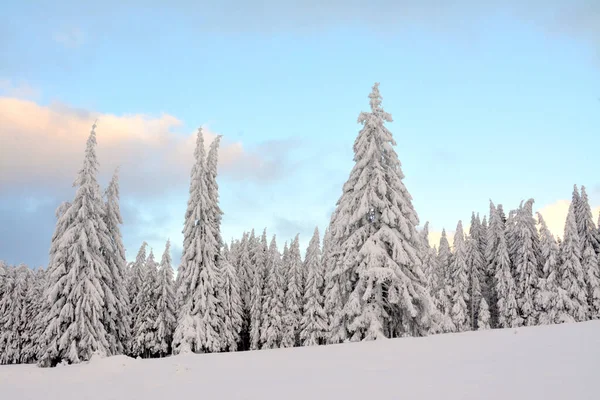 Närbild Snöiga Granar Vacker Vinterskog Molnig Himmel — Stockfoto