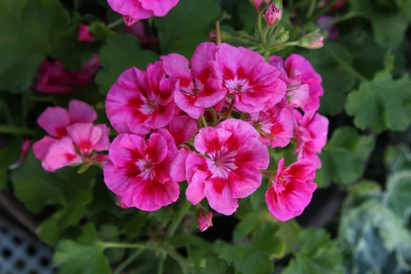 Primer Plano Flores Rosadas Florecientes Vegetación — Foto de Stock