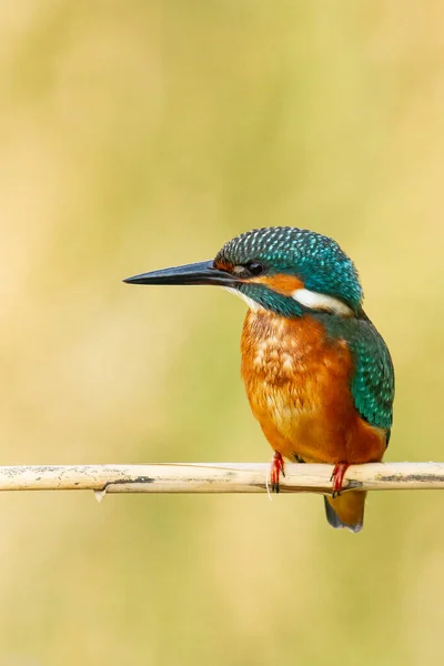 Närbild Gemensam Kungsfiskare Suddig Gul Bakgrund — Stockfoto