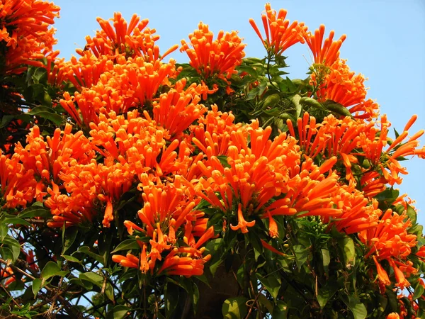 Gorgeous Orange Trumpetvine Bush — Stock Photo, Image