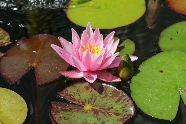 Gros Plan Une Fleur Lotus Fleurs Dans Verdure — Photo