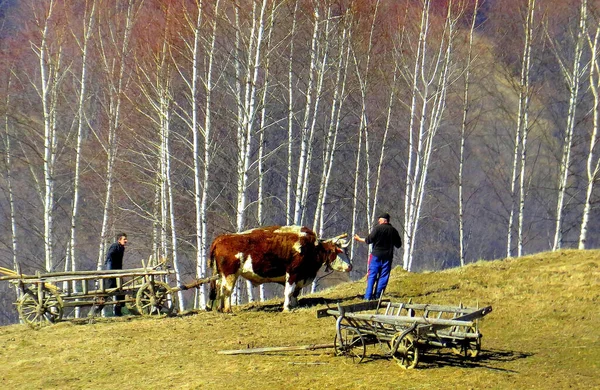 Rame Romania Oct 2015 Cart Pulled Oxen Apuseni Mountains Romania — Stock Photo, Image