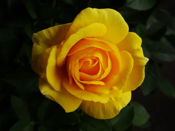 一朵盛开的黄色玫瑰的特写 — 图库照片