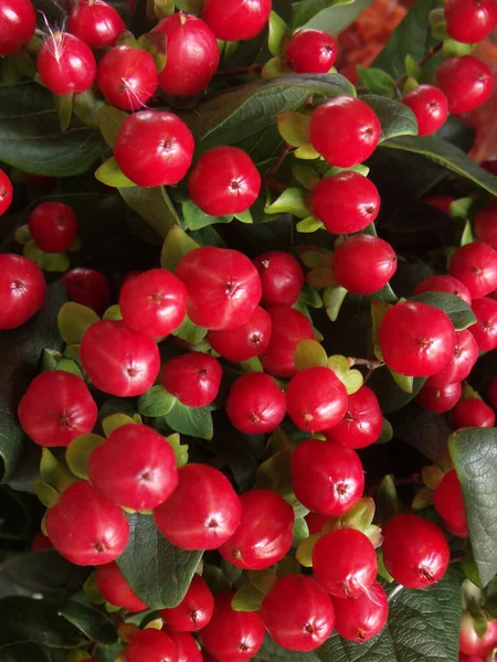 Vertical Closeup Shot Red Currant Berries — Stock Photo, Image