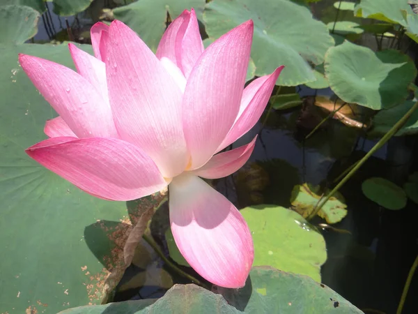 Gros Plan Une Belle Fleur Lotus Rose Dans Étang — Photo