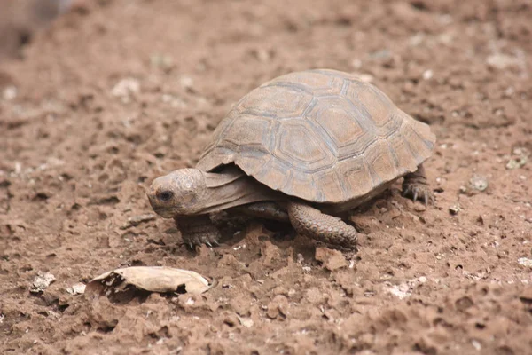 Primer Plano Una Tortuga Del Desierto —  Fotos de Stock