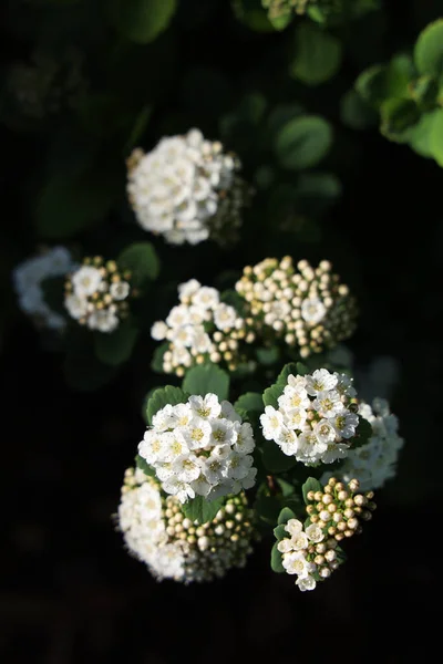 Eine Vertikale Aufnahme Von Armeria Blumen — Stockfoto